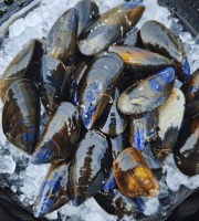 Famille Guezel - Moules de Bouchot de Pénestin 2,5kg