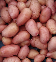 Ferme Sinsac - Pomme de terre primeur Rosabelle