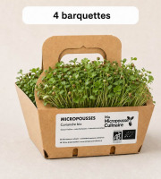 Ma Micropousse culinaire - Micro-pousses bio de coriandre – 8 barquettes