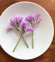 Le Jardin des Antipodes - Fleurs De Tulbaghia