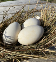 Ferme Sinsac - Oeuf d Oie 180 grs