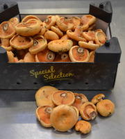 Trapon Champignons - Lactaires Délicieux 1kg