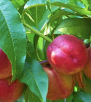 L’Oliveraie du Coudon - PLATEAU DE NECTARINE C2
