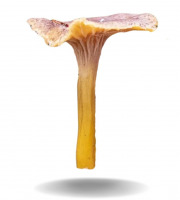Naturélium - La chanterelle sauvage 1,5g