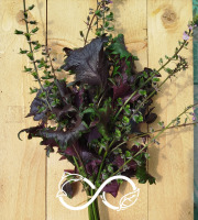 Nature et Saveurs - Ferme Aquaponique et Permacole Astérienne - Shiso ou Perilla Pourpre (Bouquet Frais)