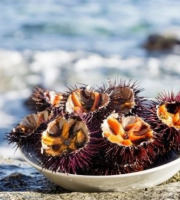 Saint Kerber - Cancale - Oursins violets de Bretagne - 1 Kg