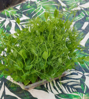 Nature et Saveurs - Ferme Aquaponique et Permacole Astérienne - Micropousse de petit pois – coupée fraîche, prête à l’emploi