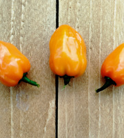 Nature et Saveurs - Ferme Aquaponique et Permacole Astérienne - Piment Habanero frais - 100g