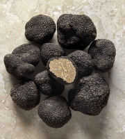 Plantin - L'art de la truffe depuis 1930 - Truffes d'été fraîches entières