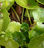 Rébecca les Jolies Fleurs - Herbe fraiche : Nombril de Venus