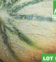 Mon Petit Producteur - Melon Céleste x 2 [ Poids Moyen 1500 kg ]