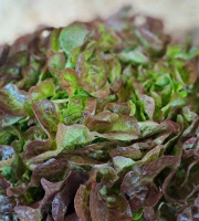 Les Jardins de Gérard - Salade feuille de chêne rouge Bio