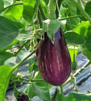 Le Pré de la Rivière - Aubergine zebrée Bio 1,5kg - Origine France