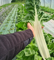 La Ferme de Goas Per - Blette bio - 5kg