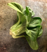 La Ferme d'Artaud - Pak choi - pièce