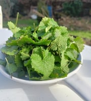 Rébecca les Jolies Fleurs - Herbes fraiches : alliaire