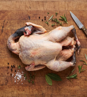 Terres de Bon Sens - Pintade BIO Maxi 1,6 à 1,7 kg