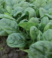 Nature et Saveurs - Ferme Aquaponique et Permacole Astérienne - Semis d'épinard Monterey