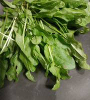 Rébecca les Jolies Fleurs - Oseille sauvage