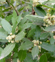 Naturélium - Laurier feuille - botte de 150g
