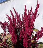 Nature et Saveurs - Ferme Aquaponique et Permacole Astérienne - Fleurs d'amaranthe rouge - 15g