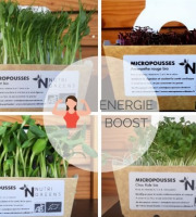 Ma Micropousse culinaire - Pack Energie Boost (Tournesol, Pois vert, Kale, Amaranthe) 200g