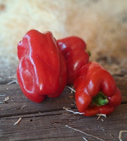 Les Jardins de Gérard - Poivron rouge Bio - 500 g