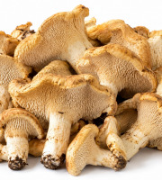 Naturélium - Pieds de mouton frais sauvages