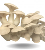 Naturélium - Le pleurote du panicaut 2kg