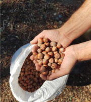 LES VERGERS DE BRAVONE - NOISETTES 5KG