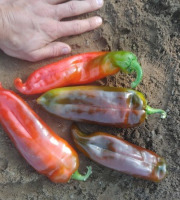 HERBA HUMANA - Piment Numex Big Jim - 500g