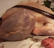 Des Poules et des Vignes à Bourgueil - Coqs Géline de Touraine (x6)