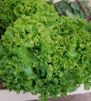 Maison Quéméner - Salade batavia x 10 pîèces