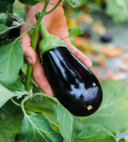 Maison Argentain - Aubergine Noire - 900g