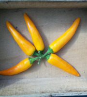 HERBA HUMANA - Piment frais frais Bulgarian Carrot