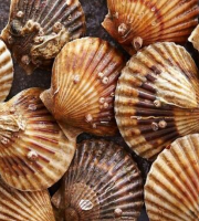 Brest Marée - Coquilles St Jacques entières de la Baie de Morlaix- 3kg