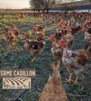 Ferme Cadillon - Poulet fermier | Mâle - 100 jours - Label rouge - 2,00 kg - Lot de 3