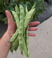 Nature et Saveurs - Ferme Aquaponique et Permacole Astérienne - Haricot Plat Gros - 3 kg