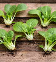 Nature et Saveurs - Ferme Aquaponique et Permacole Astérienne - Mini Pak choï gastronomique – fraîcheur verte et délicate