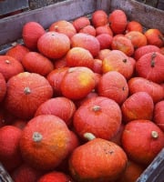 Domaine Reverchon - Potimarron lot de 5Kg
