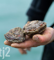 LTJ2 - Pêche en plongée - Huitre Plate De Plongée - 6kg