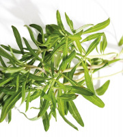 Nature et Saveurs - Ferme Aquaponique et Permacole Astérienne - Sarriette fraîche d’été – intensité et finesse provençale