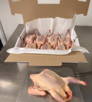 Ferme Bleu Canard - Lot de 8 pigeonneaux