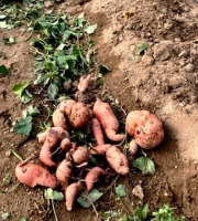 Nature et Saveurs - Ferme Aquaponique et Permacole Astérienne - Patate douce – La douceur terrienne en permaculture Marcelou