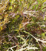 Nature et Saveurs - Ferme Aquaponique et Permacole Astérienne - Moutarde rouge Metisse – puissance douce et feuillage pourpre