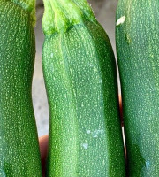 ChâteauFer - Courgette Primeur 1kg