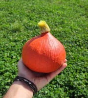 Le Maraîcheur - Courge potimarron
