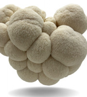 Naturélium - L'hydne hérisson 1kg