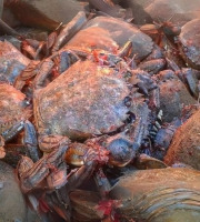 Saint Kerber - Etrilles 6 kg