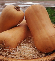 Les Champs Paradis - Courge Butternut